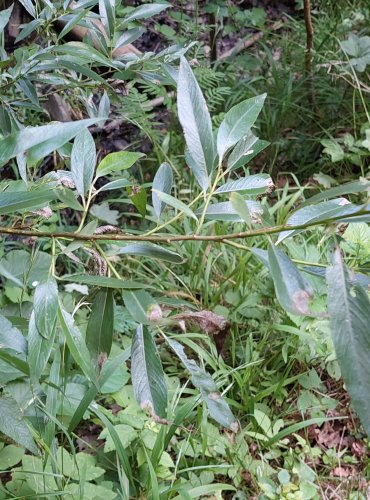 VRBA BÍLÁ (Salix alba) FOTO: Marta Knauerová, 2022