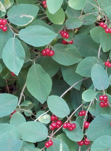 ZIMOLEZ OBECNÝ (Lonicera xylosteum) ZRAJÍCÍ PLODY – FOTO: Marta Knauerová, 2022