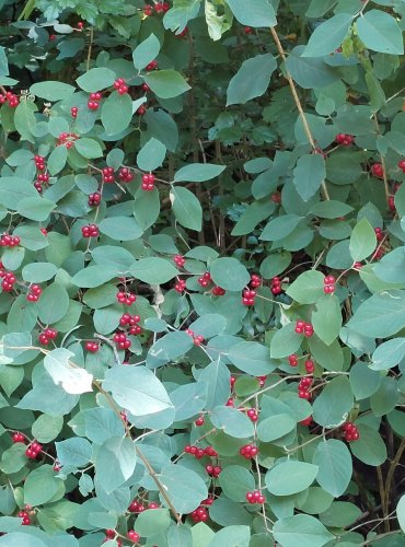 ZIMOLEZ OBECNÝ (Lonicera xylosteum) ZRAJÍCÍ PLODY – FOTO: Marta Knauerová, 2022