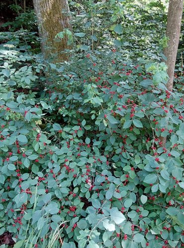 ZIMOLEZ OBECNÝ (Lonicera xylosteum) ZRAJÍCÍ PLODY – FOTO: Marta Knauerová, 2022