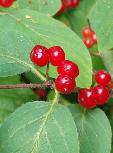 ZIMOLEZ OBECNÝ (Lonicera xylosteum) ZRAJÍCÍ PLODY – FOTO: Marta Knauerová, 2022