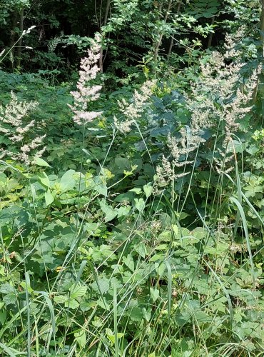 TŘTINA KŘOVIŠTNÍ (Calamagrostis epigejos) FOTO: Marta Knauerová, 2022