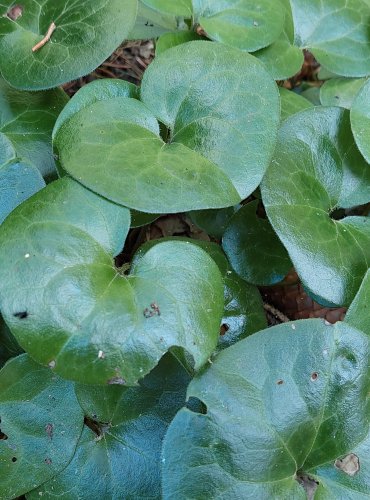 KOPYTNÍK EVROPSKÝ (Asarum europaeum) FOTO: Marta Knauerová, 2022