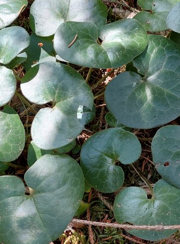 KOPYTNÍK EVROPSKÝ (Asarum europaeum) FOTO: Marta Knauerová, 2022