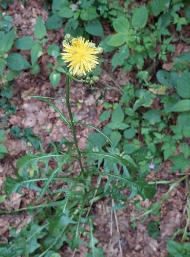 ŠKARDA DVOULETÁ (Crepis biennis) FOTO: Marta Knauerová, 2022