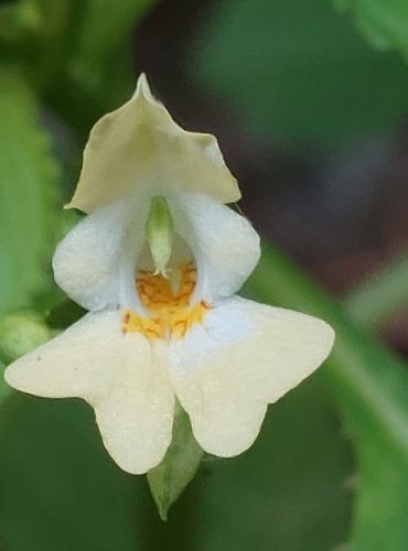 NETÝKAVKA MALOKVĚTÁ (Impatiens parviflora) FOTO: Marta Knauerová, 2022