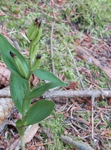 OKROTICE BÍLÁ (Cephalanthera damasonium) ZRAJÍCÍ PLODENSTVÍ – FOTO: Marta Knauerová, 2022