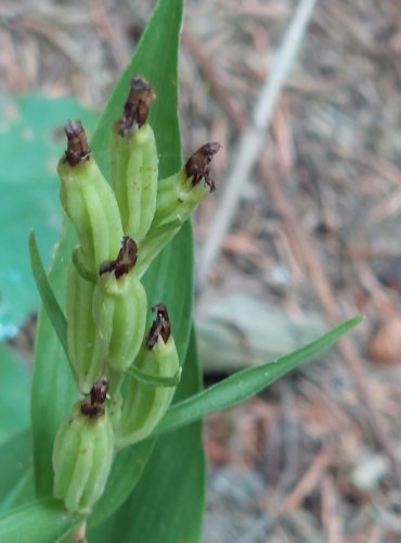 OKROTICE BÍLÁ (Cephalanthera damasonium) ZRAJÍCÍ PLODENSTVÍ – FOTO: Marta Knauerová, 2022