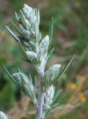 PELYNĚK ČERNOBÝL (Artemisia vulgaris) FOTO: Marta Knauerová, 2022