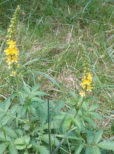 ŘEPÍK LÉKAŘSKÝ (Agrimonia eupatoria) FOTO: Marta Knauerová, 2022