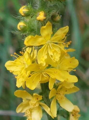 ŘEPÍK LÉKAŘSKÝ (Agrimonia eupatoria) FOTO: Marta Knauerová, 2022