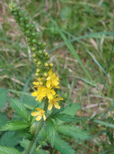 ŘEPÍK LÉKAŘSKÝ (Agrimonia eupatoria) FOTO: Marta Knauerová, 2022