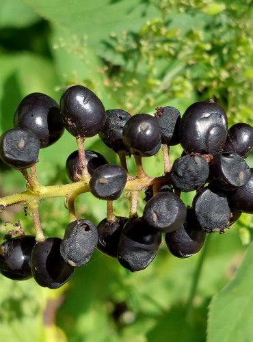 SAMOROSTLÍK KLASNATÝ (Actaea spicata) – ZRALÉ PLODENSTVÍ – FOTO: Marta Knauerová, 2022