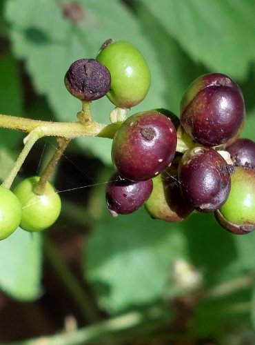 SAMOROSTLÍK KLASNATÝ (Actaea spicata) – ZRAJÍCÍ PLODENSTVÍ – FOTO: Marta Knauerová, 2022