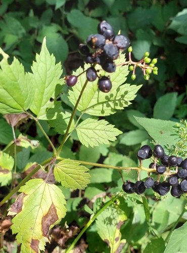 SAMOROSTLÍK KLASNATÝ (Actaea spicata) – S NEZRALÝM I ZRALÝM PLODENSTVÍM NA JEDNÉ ROSTLINĚ – FOTO: Marta Knauerová, 2022