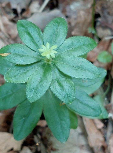 SVÍZEL VONNÝ (Galium odoratum) FOTO: Marta Knauerová, 2022