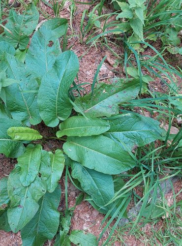 ŠŤOVÍK TUPOLISTÝ (Rumex obtusifolius) FOTO: Marta Knauerová, 2022