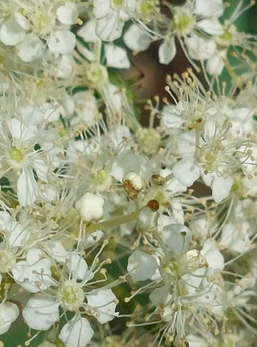 TUŽEBNÍK JILMOVÝ (Filipendula ulmaria) FOTO: Marta Knauerová, 2022