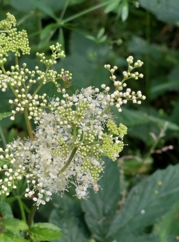 TUŽEBNÍK JILMOVÝ (Filipendula ulmaria) FOTO: Marta Knauerová, 2022