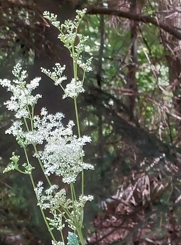 TUŽEBNÍK JILMOVÝ (Filipendula ulmaria) FOTO: Marta Knauerová, 2022