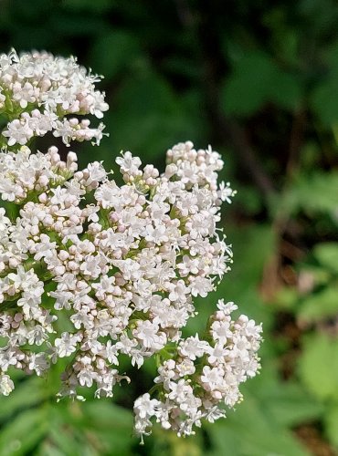 TUŽEBNÍK JILMOVÝ (Filipendula ulmaria) FOTO: Marta Knauerová, 2022