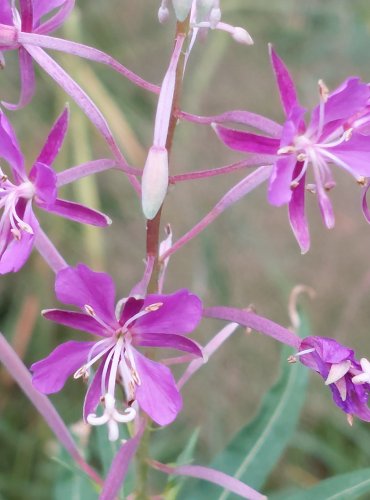 VRBOVKA ÚZKOLISTÁ (Epilobium angustifolium) FOTO: Marta Knauerová, 2022