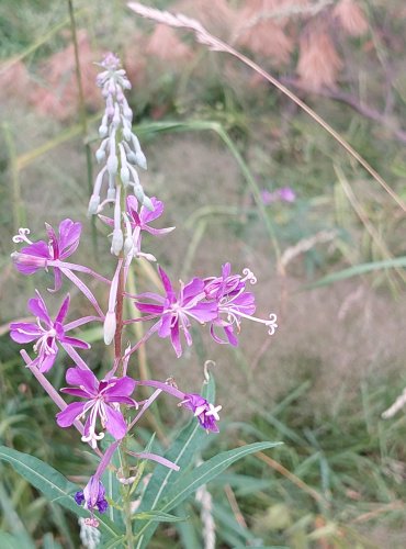 VRBOVKA ÚZKOLISTÁ (Epilobium angustifolium) FOTO: Marta Knauerová, 2022