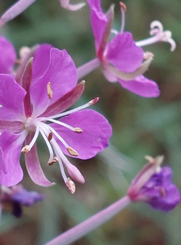 VRBOVKA ÚZKOLISTÁ (Epilobium angustifolium) FOTO: Marta Knauerová, 2022