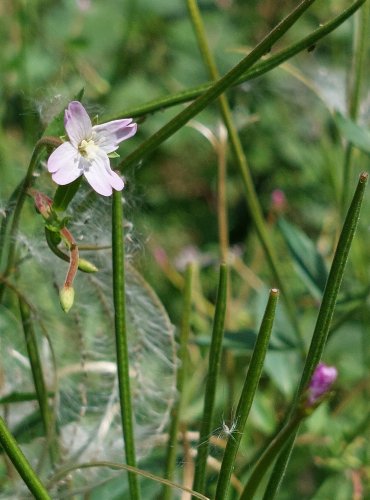 VRBOVKA HORSKÁ (Epilobium montanum) FOTO: Marta Knauerová, 2022