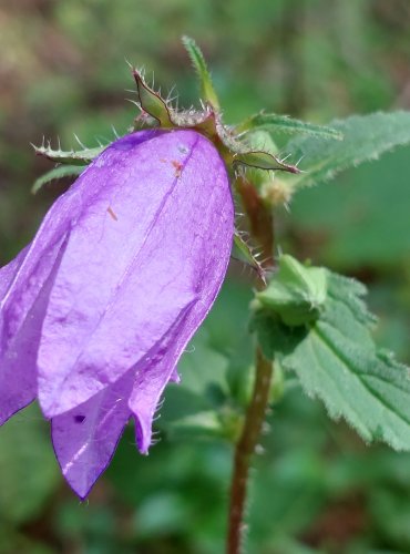 ZVONEK KOPŘIVOLISTÝ (Campanula trachelium) FOTO: Marta Knauerová, 2022