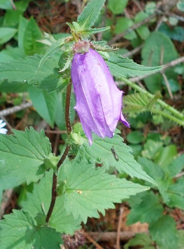 ZVONEK KOPŘIVOLISTÝ (Campanula trachelium) FOTO: Marta Knauerová, 2022