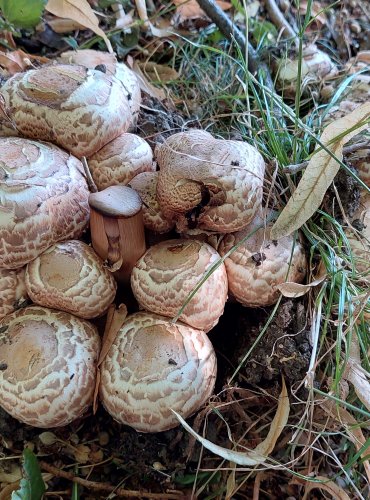 ŽAMPION BOHUSŮV (Agaricus bohusii) FOTO: Marta Knauerová, 2022