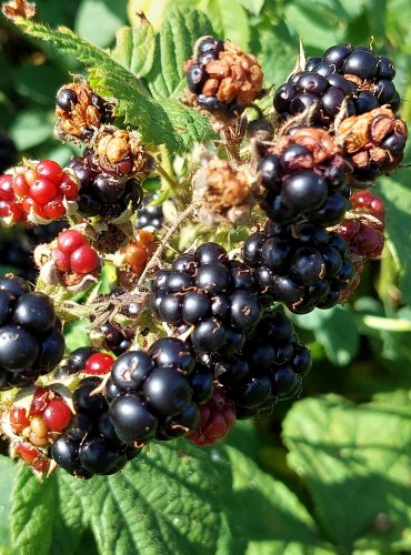 OSTRUŽINÍK (Rubus spp.) bez bližšího určení – ZRAJÍCÍ PLODY – FOTO: Marta Knauerová, 2022