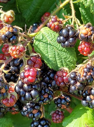 OSTRUŽINÍK (Rubus spp.) bez bližšího určení – ZRAJÍCÍ PLODY – FOTO: Marta Knauerová, 2022