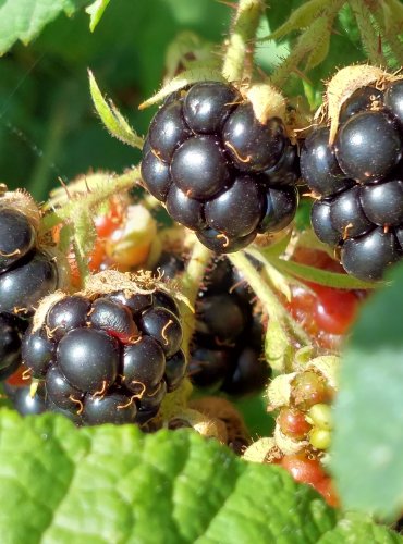 OSTRUŽINÍK (Rubus spp.) bez bližšího určení – ZRAJÍCÍ PLODY – FOTO: Marta Knauerová, 2022