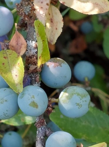 TRNKA OBECNÁ (Prunus spinoza) – ZRAJÍCÍ PLODY – FOTO: Marta Knauerová, 2022