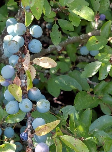 TRNKA OBECNÁ (Prunus spinoza) – ZRAJÍCÍ PLODY – FOTO: Marta Knauerová, 2022