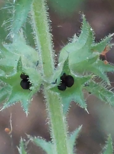 ČISTEC LESNÍ (Stachys sylvatica) – ZRAJÍCÍ PLODENSTVÍ – FOTO: Marta Knauerová, 2022