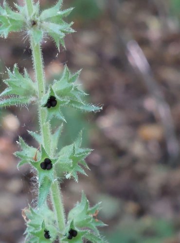 ČISTEC LESNÍ (Stachys sylvatica) – ZRAJÍCÍ PLODENSTVÍ – FOTO: Marta Knauerová, 2022