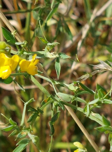 HRACHOR LUČNÍ (Lathyrus pratensis) FOTO: Marta Knauerová, 2022