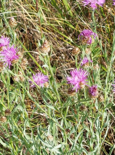 CHRPA LUČNÍ (Centaurea jacea) FOTO: Marta Knauerová, 2022