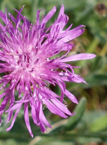 CHRPA LUČNÍ (Centaurea jacea) FOTO: Marta Knauerová, 2022