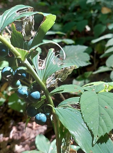 KOKOŘÍK MNOHOKVĚTÝ (Polygonatum multiflorum) – ZRAJÍCÍ PLODENSTVÍ – FOTO: Marta Knauerová, 2022