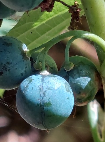 KOKOŘÍK MNOHOKVĚTÝ (Polygonatum multiflorum) – ZRAJÍCÍ PLODENSTVÍ – FOTO: Marta Knauerová, 2022