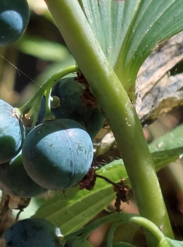 KOKOŘÍK MNOHOKVĚTÝ (Polygonatum multiflorum) – ZRAJÍCÍ PLODENSTVÍ – FOTO: Marta Knauerová, 2022