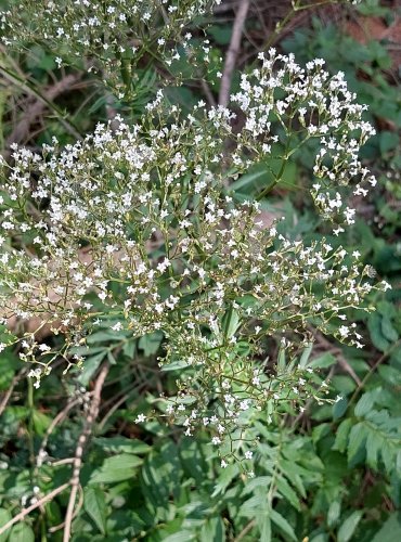 KOZLÍK LÉKAŘSKÝ (Valeriana officinalis) FOTO: Marta Knauerová, 2022