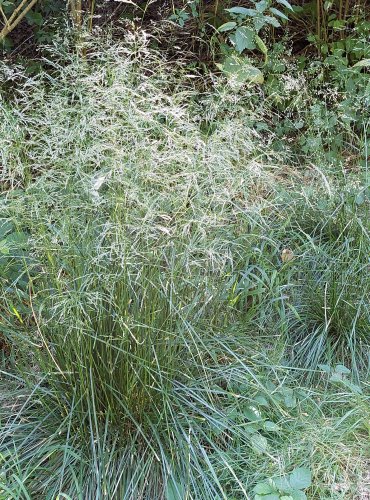 METLICE TRSNATÁ (Deschampsia cespitosa) FOTO: Marta Knauerová, 2022