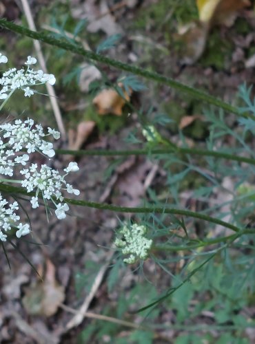 MRKEV OBECNÁ (Daucus carota) FOTO: Marta Knauerová, 2022