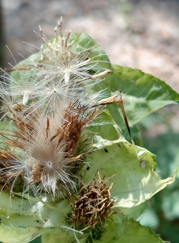 PCHÁČ ZELINNÝ (Cirsium oleraceum) – ZRAJÍCÍ PLODENSTVÍ – FOTO: Marta Knauerová, 2022
