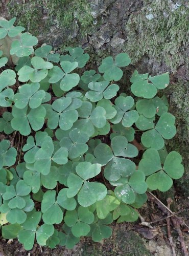 ŠŤAVEL KYSELÝ (Oxalis acetosella) FOTO: Marta Knauerová, 2022